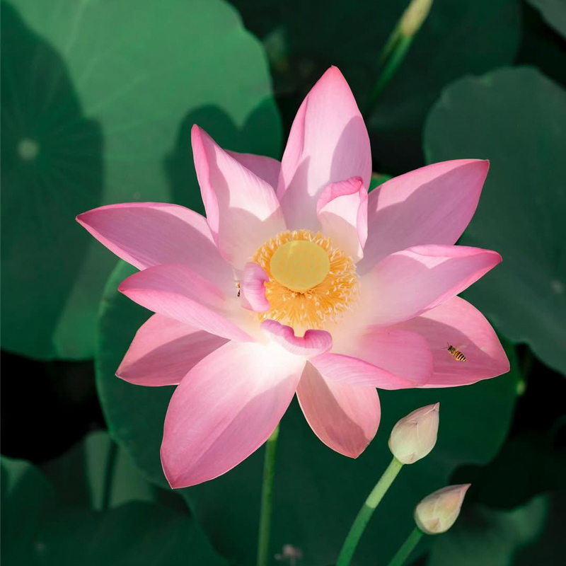 Lạc bước vào mùa sen ở Hang Múa - Ninh Bình